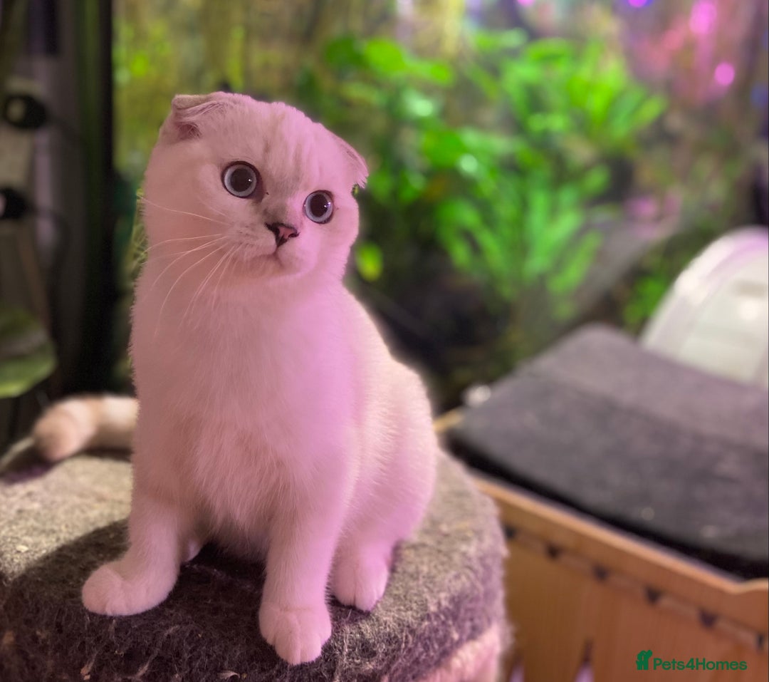 Munchkin cats for sale: Full Pedigree Munchkin kittens - Image 7