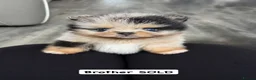 Pomeranian dogs for sale: Unique Parti tan Merle blue eye 💎 - Advert 2