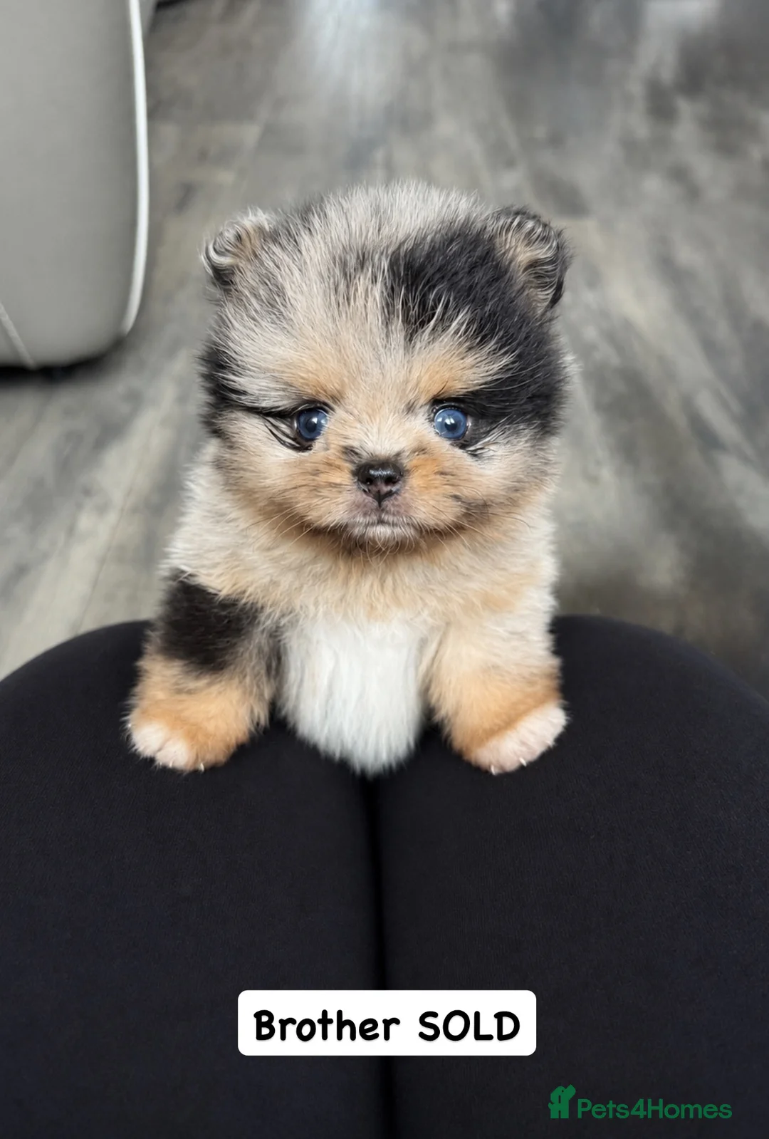 Pomeranian dogs for sale: Unique Parti tan Merle blue eye 💎 - Advert 2