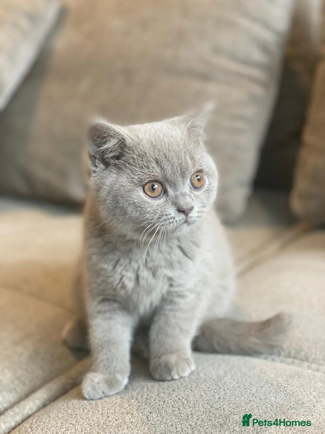 British Shorthair cats for sale: Champion lines🏆 Pedigree British Shorthairs - Advert 2