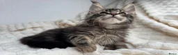 Maine Coon cats for sale: MaineCoon, Beautiful Kittens available  - Advert 20