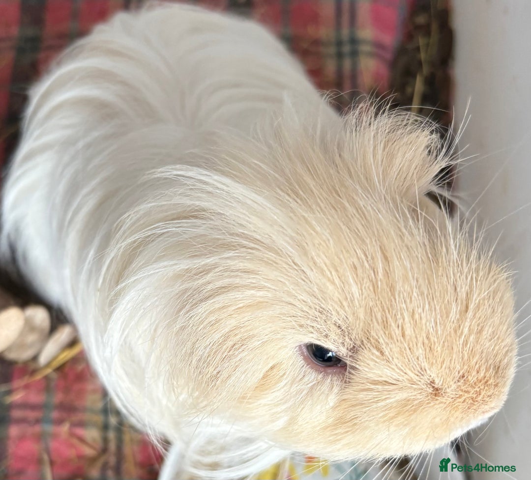 Guinea Pig rodents for sale: Male Guinea Pigs - Image 4