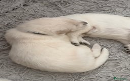 German Shepherd dogs for sale: PHENOMENAL LITTER OF WHITE LONG HAIRED GSD PUPS☘️ - Image 25