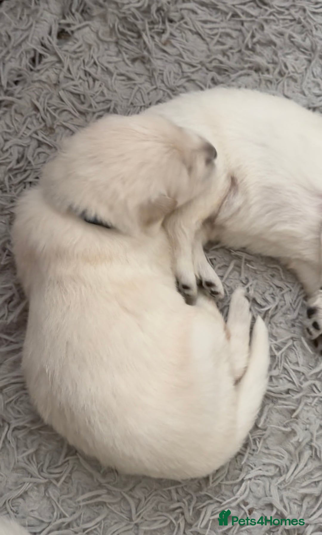 German Shepherd dogs for sale: PHENOMENAL LITTER OF WHITE LONG HAIRED GSD PUPS☘️ - Image 25