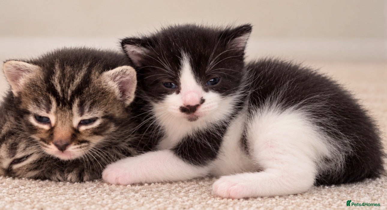 Mixed Breed cats ONLY 1 BEAUTIFUL BLACK & WHITE KITTEN LEFT 🐾 - Advert 1