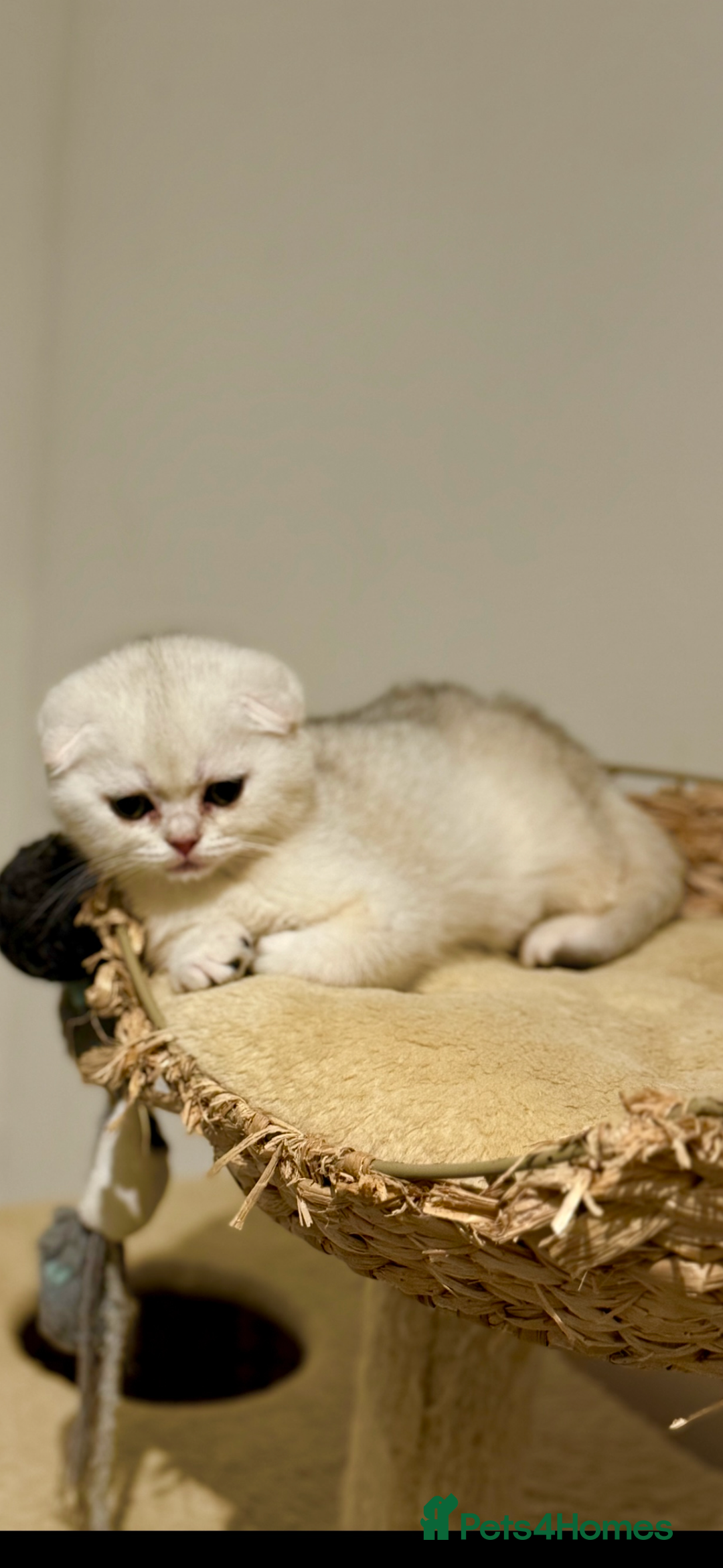 Scottish Fold cats for sale: Scottish pedigree kittens fold and straight - Advert 8