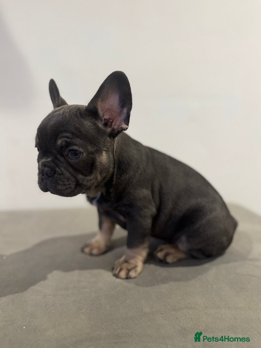 French Bulldog dogs for sale: French bulldog ready before  **   ** 🥰 - Advert 15