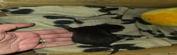 Mixed Breed cats for sale: 2 black kittens - Advert 5