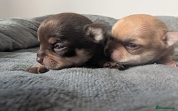 Chihuahua dogs for sale: EXCELLENT BLOODLINE SMOOTHCOAT CHIHUAHUA PUPPIES - Image 18