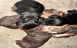 Cocker Spaniel dogs for sale: Litter of 6 adorable puppies  - Image 6