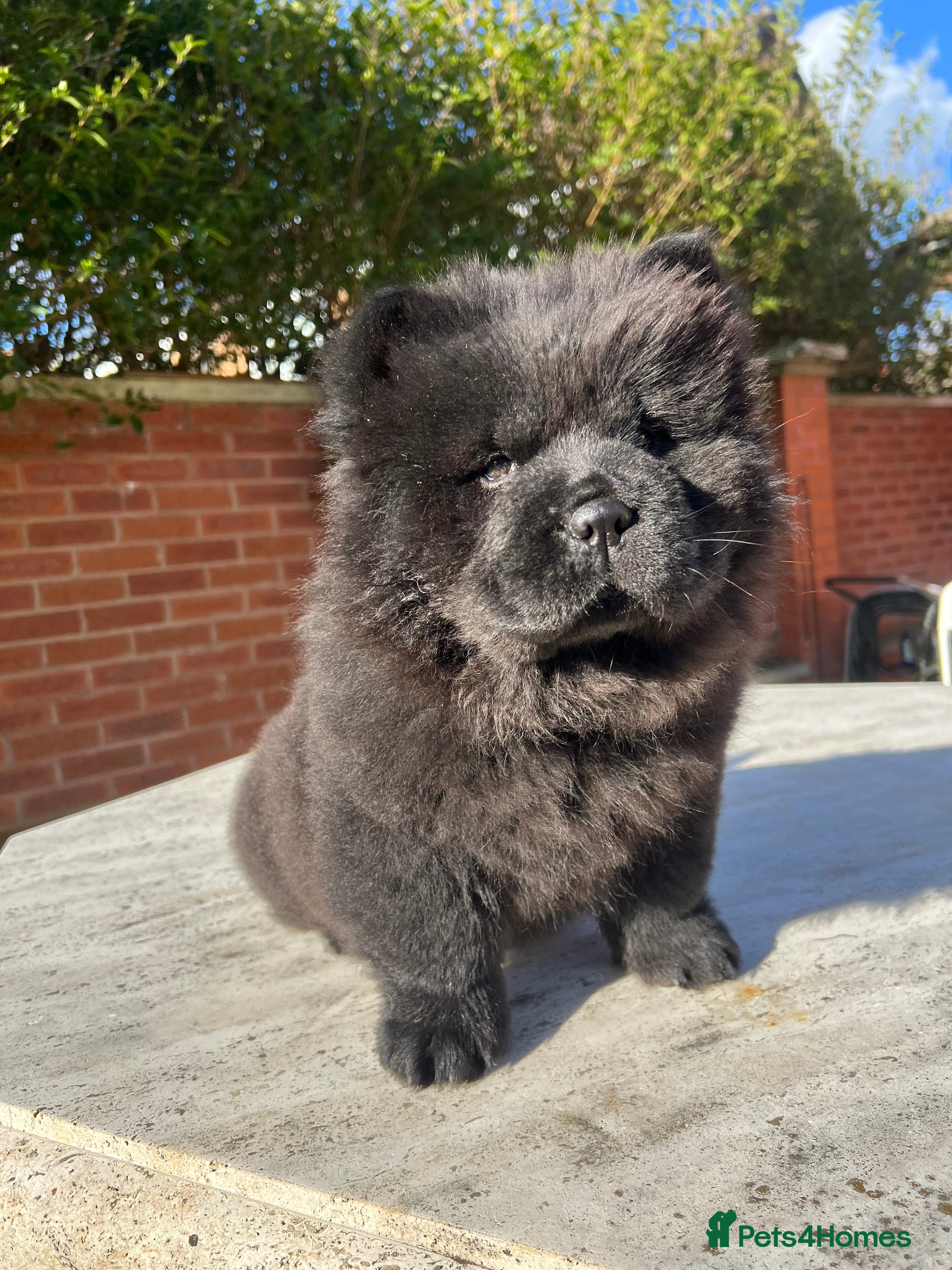 Chow Chow dogs KC ONE GIRL AVAILABLE– (Champion Blood Line) - Advert 6