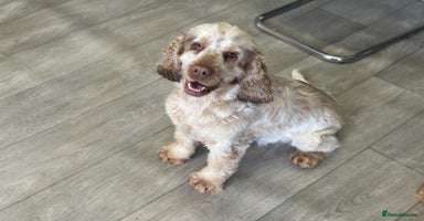 Cocker Spaniel dogs - Advert 12