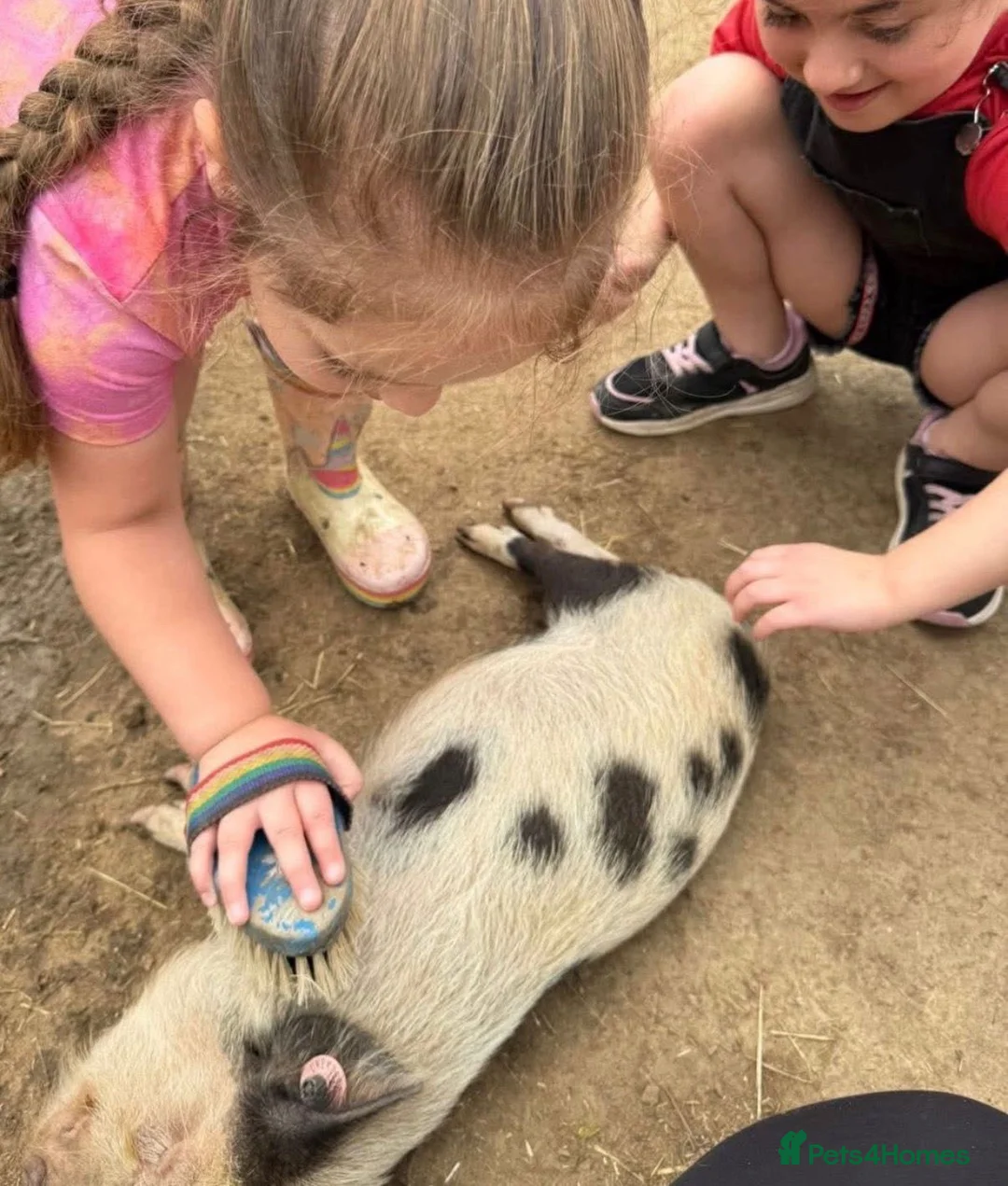 Pig livestock for sale: 💙🥝🐷Meet Kiwi🐷🥝💙 - Advert 7