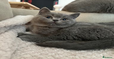 British Shorthair cats - Advert 2