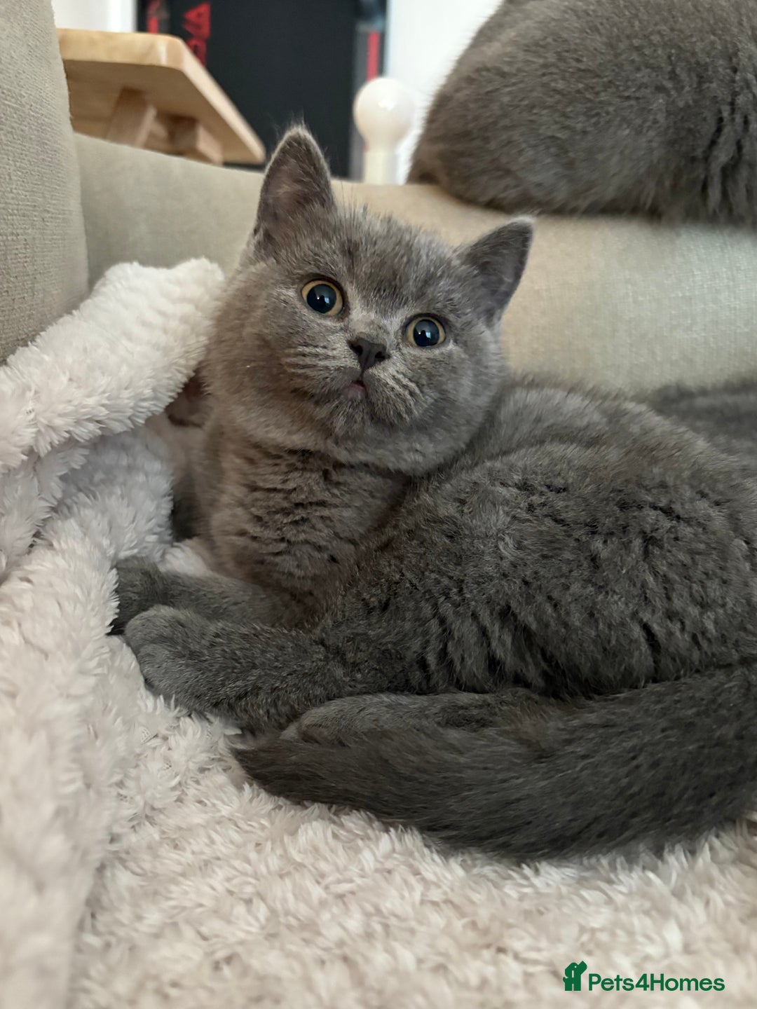 British Shorthair cats for sale: Prudence & pipers babies - Image 2