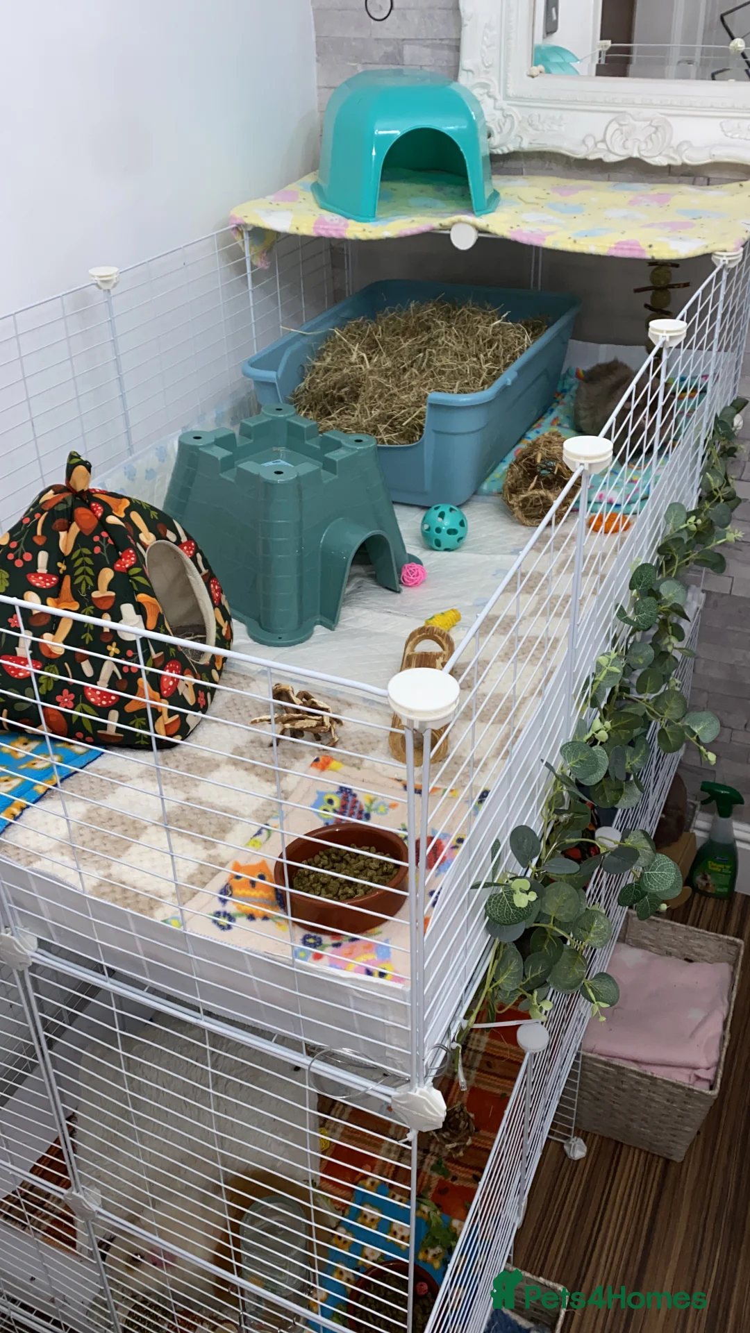 Guinea Pig rodents for sale: 2 male Guinea Pigs £60 - Advert 4