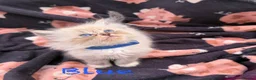 Mixed Breed cats for sale: Scottish Fold/Ragdoll in Colchester - Advert 16
