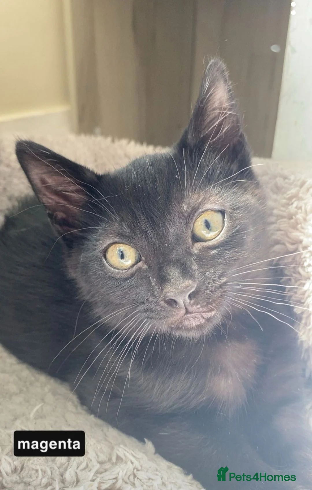 Mixed Breed cats for sale: 4 Beautiful black kittens - Advert 8