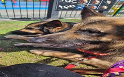 German Shepherd dogs for stud: Kaizer available for Stud - Image 8