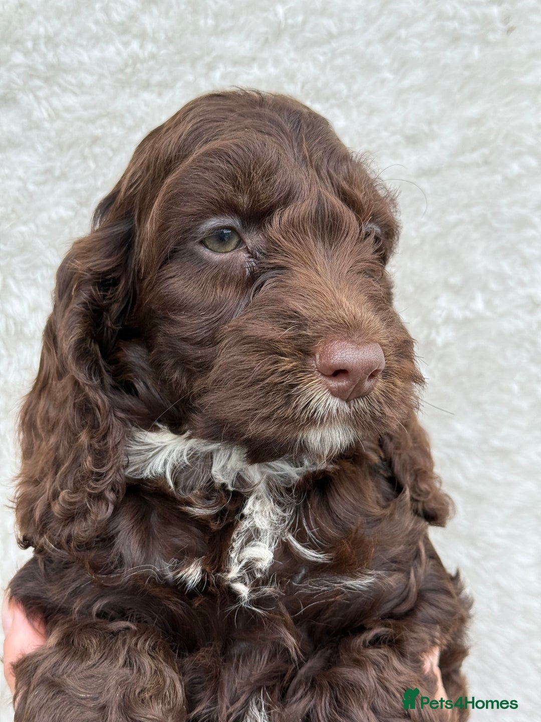 Cockapoo dogs for sale: Choc Merle and Choc Show F1 Cockapoo’s - Image 3