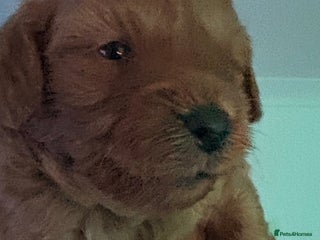 Shihpoo dogs ✨ Gorgeous Shihpoo Puppies – Ready 31st January ✨ - Advert 4