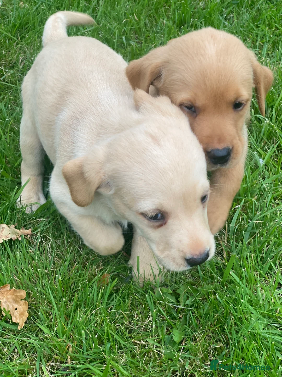 Labrador Retriever dogs for sale: Ftch kc reg labrador puppies  - Advert 16