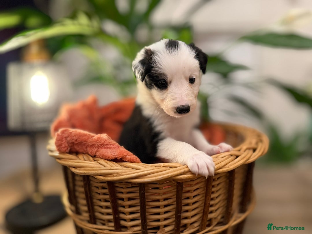 Border Collie dogs for sale: Pure Breed Boarder Collie Pups - Image 7