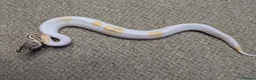 Python Snake reptiles for sale: 2026 Royal Python Hatchlings - Advert 8