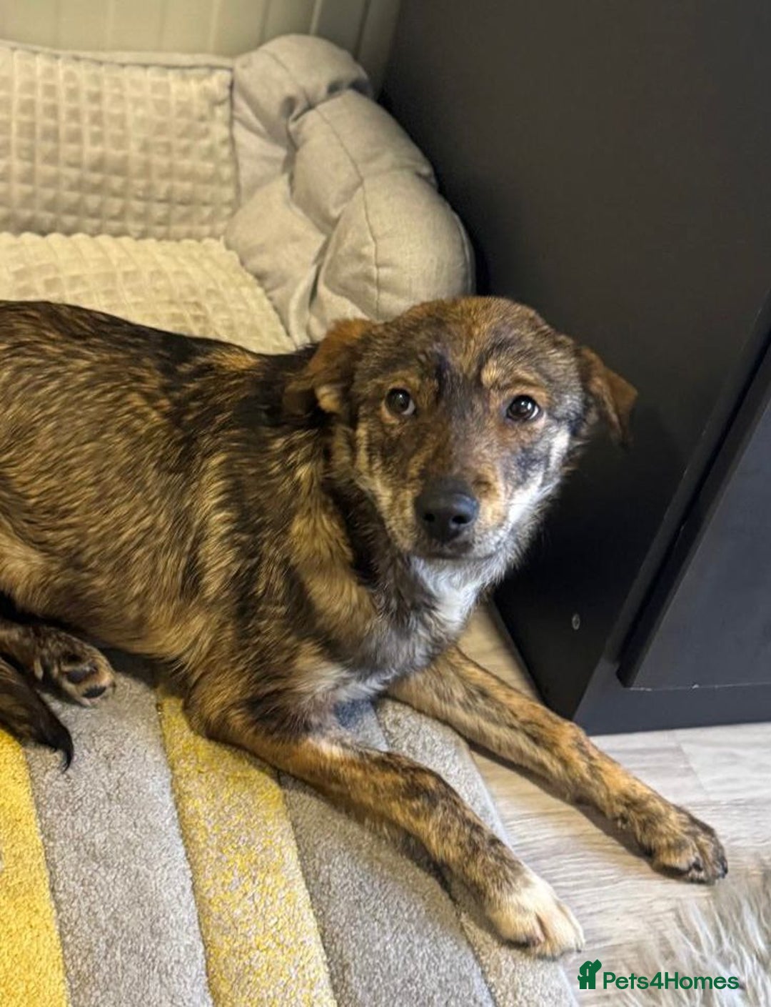 Mixed Breed dogs for adoption: Beautiful Bella needs her special home - Advert 20