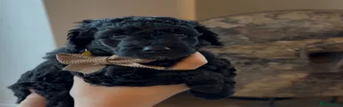 Cockapoo 3