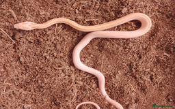 Corn Snake reptiles for sale: Beautiful & Handled Corn Snake Babies - Ready Now! - Image 8