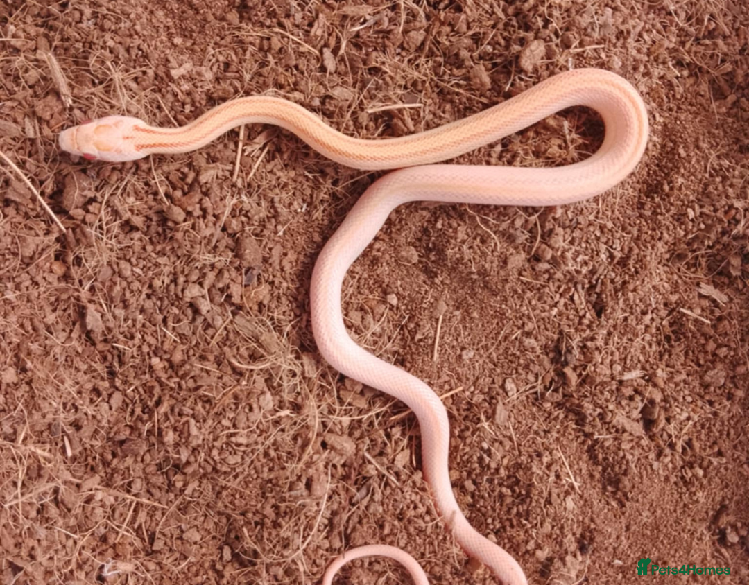 Corn Snake reptiles for sale: Beautiful & Handled Corn Snake Babies - Ready Now! - Image 8