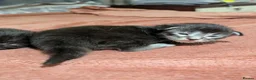 Maine Coon cats for sale: 🐾 GCCF Registered Maine Coon Kittens – 2 Boys 🐾 - Advert 5
