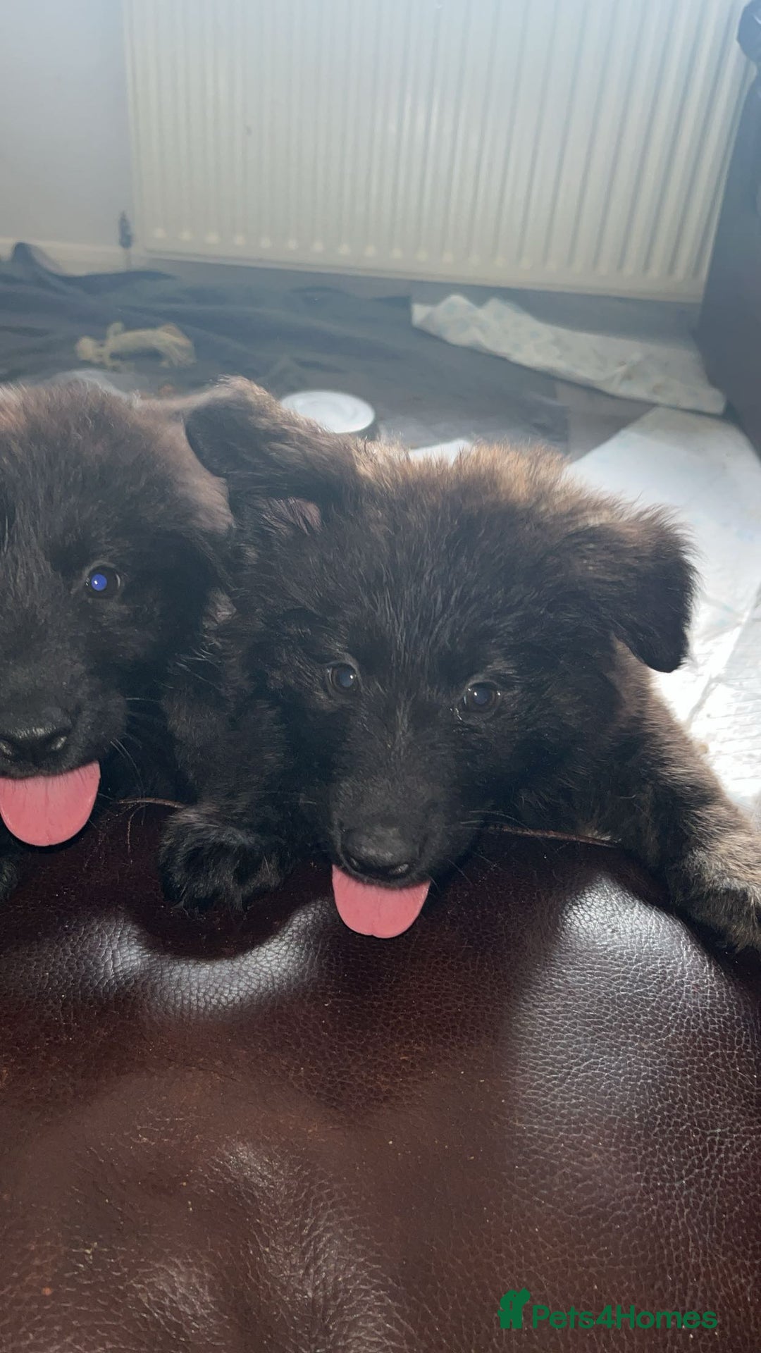 Mixed Breed dogs for sale: German Shepard cross - Image 4