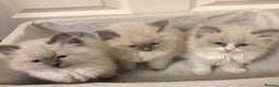 Ragdoll cats for sale: 3 GORGEOUS RAGDOLL BOY KITTENS READY NOW - Advert 8