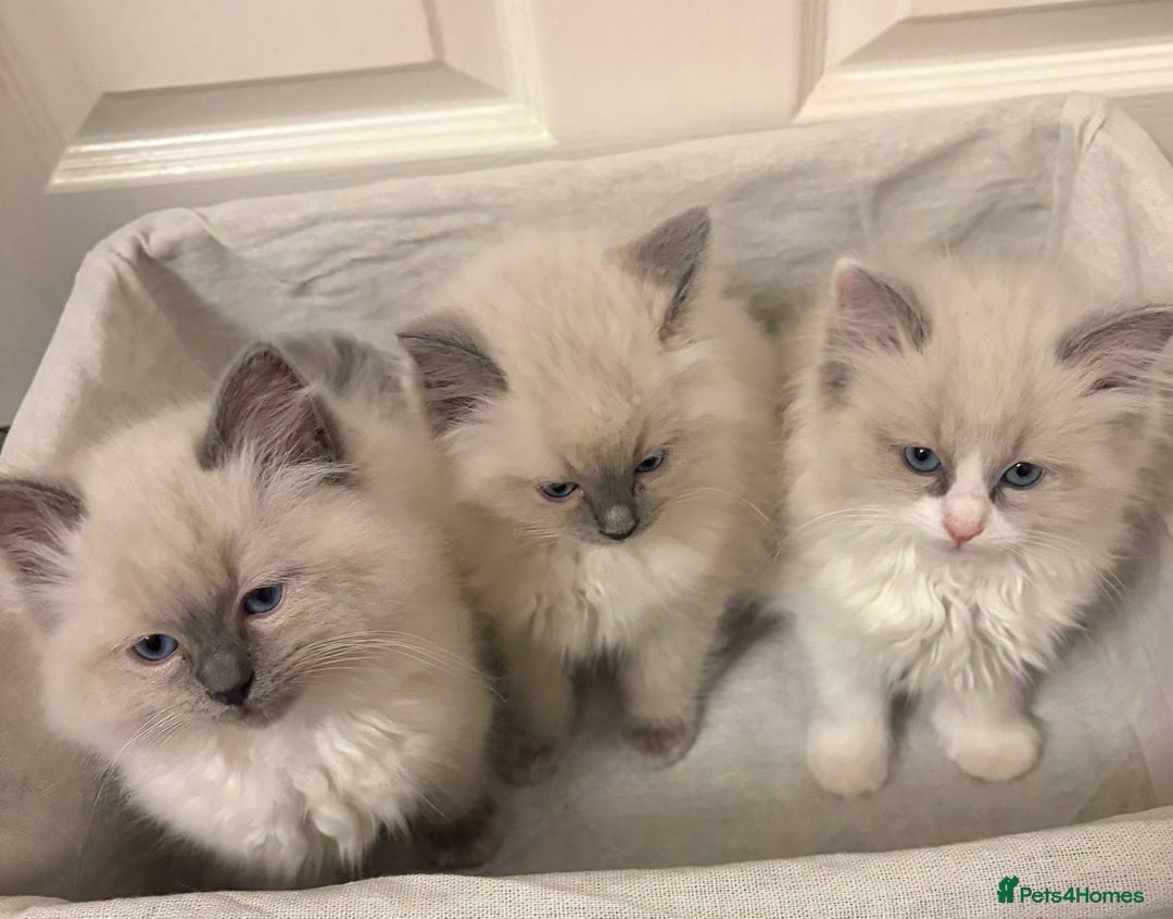 Ragdoll cats for sale: 3 GORGEOUS RAGDOLL BOY KITTENS READY NOW - Advert 8