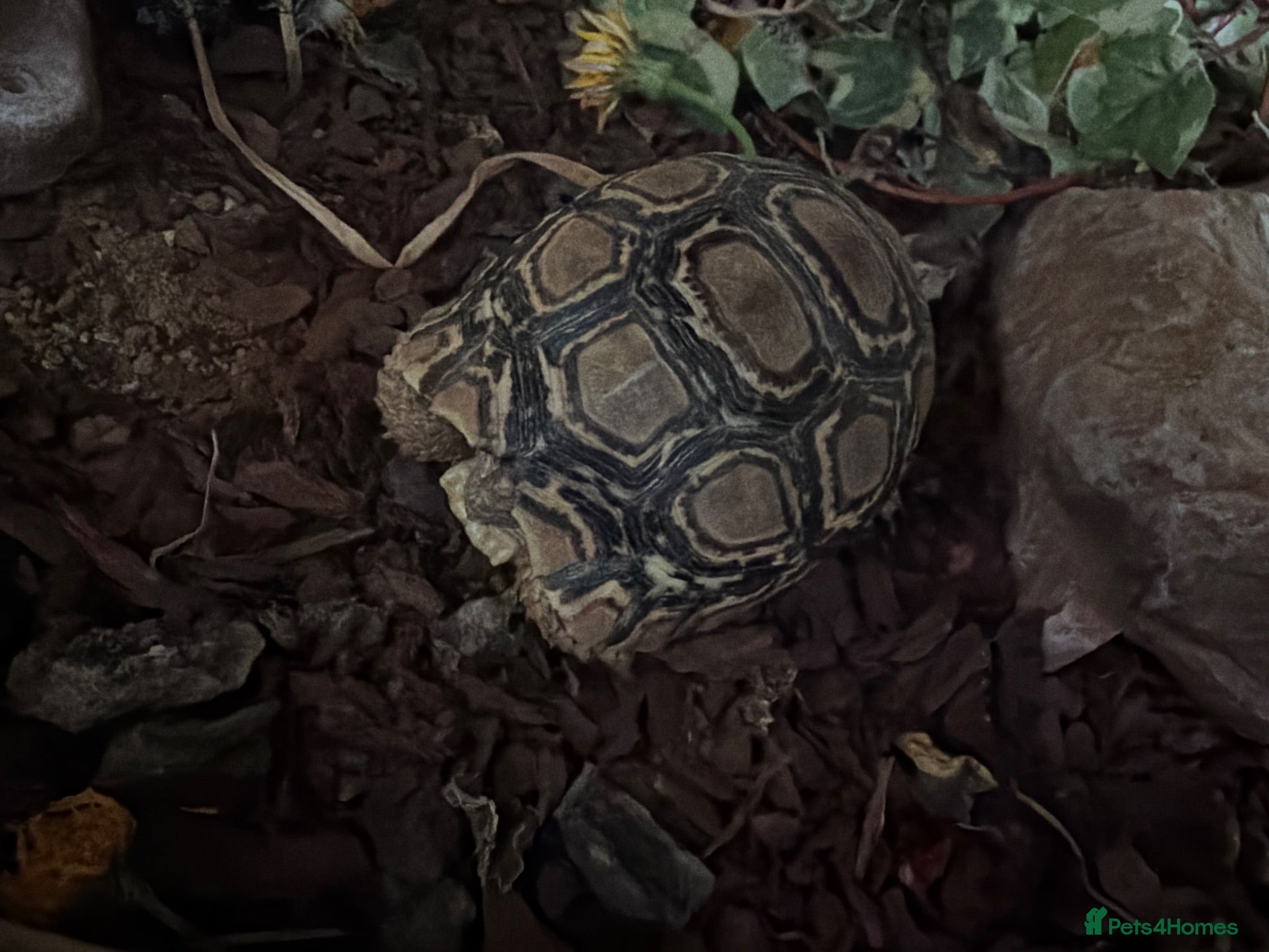 Tortoise reptiles Leopard tortoise  - Advert 2