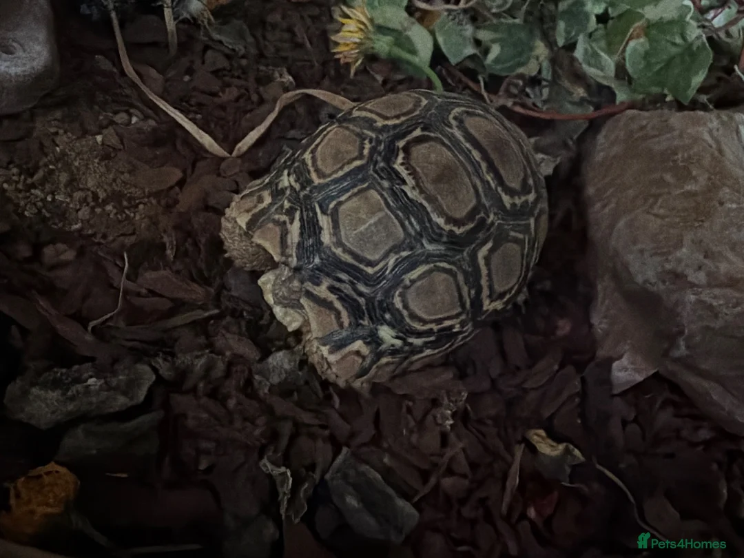 Tortoise reptiles for sale: Leopard tortoise  in Newcastle upon Tyne - Advert 1