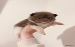 Pomeranian dogs for sale: ✨NEW LOWERED PRICE✨ Pomeranian puppies 🐶  - Image 27