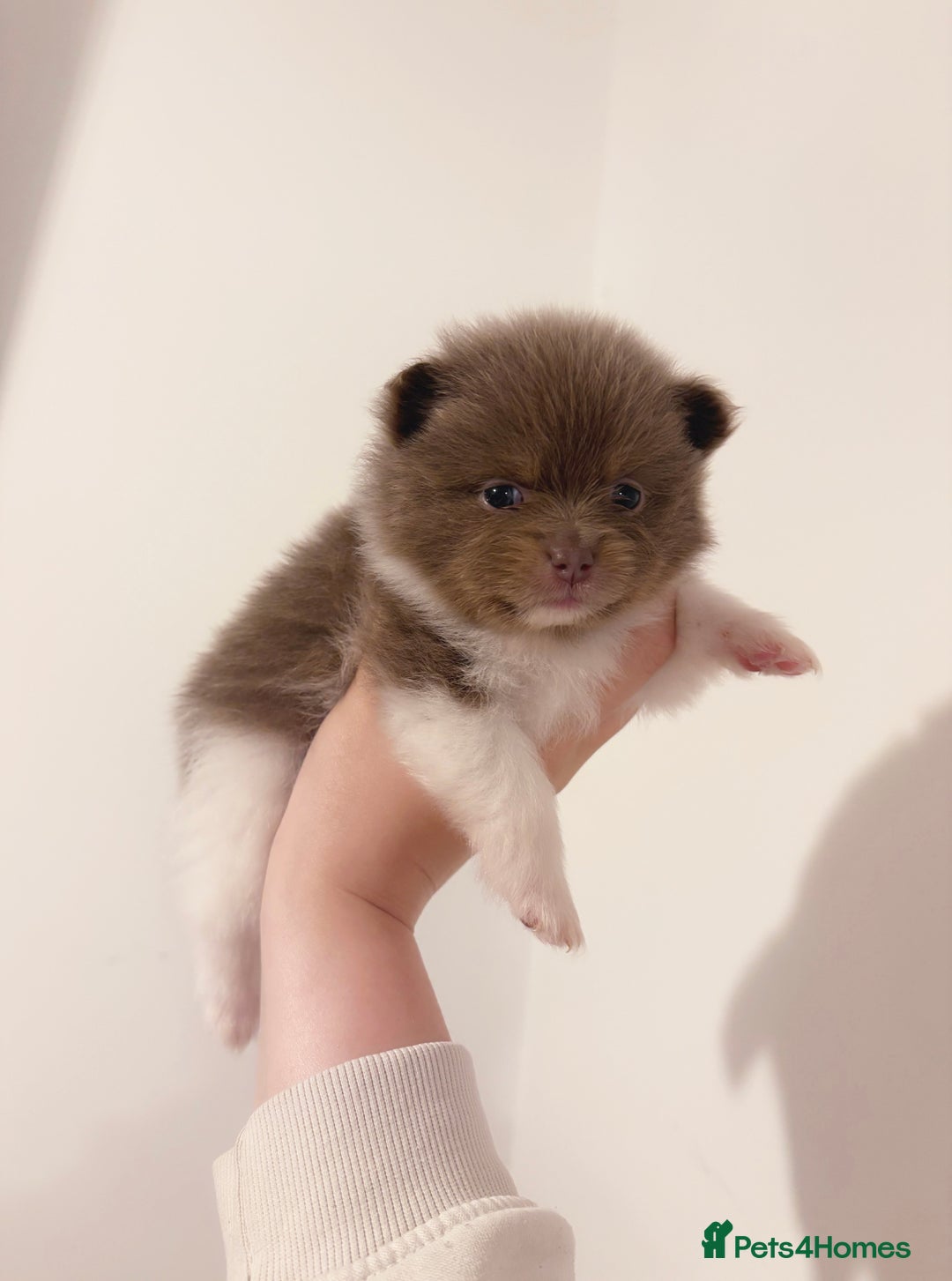 Pomeranian dogs for sale: ✨NEW LOWERED PRICE✨ Pomeranian puppies 🐶  - Image 27