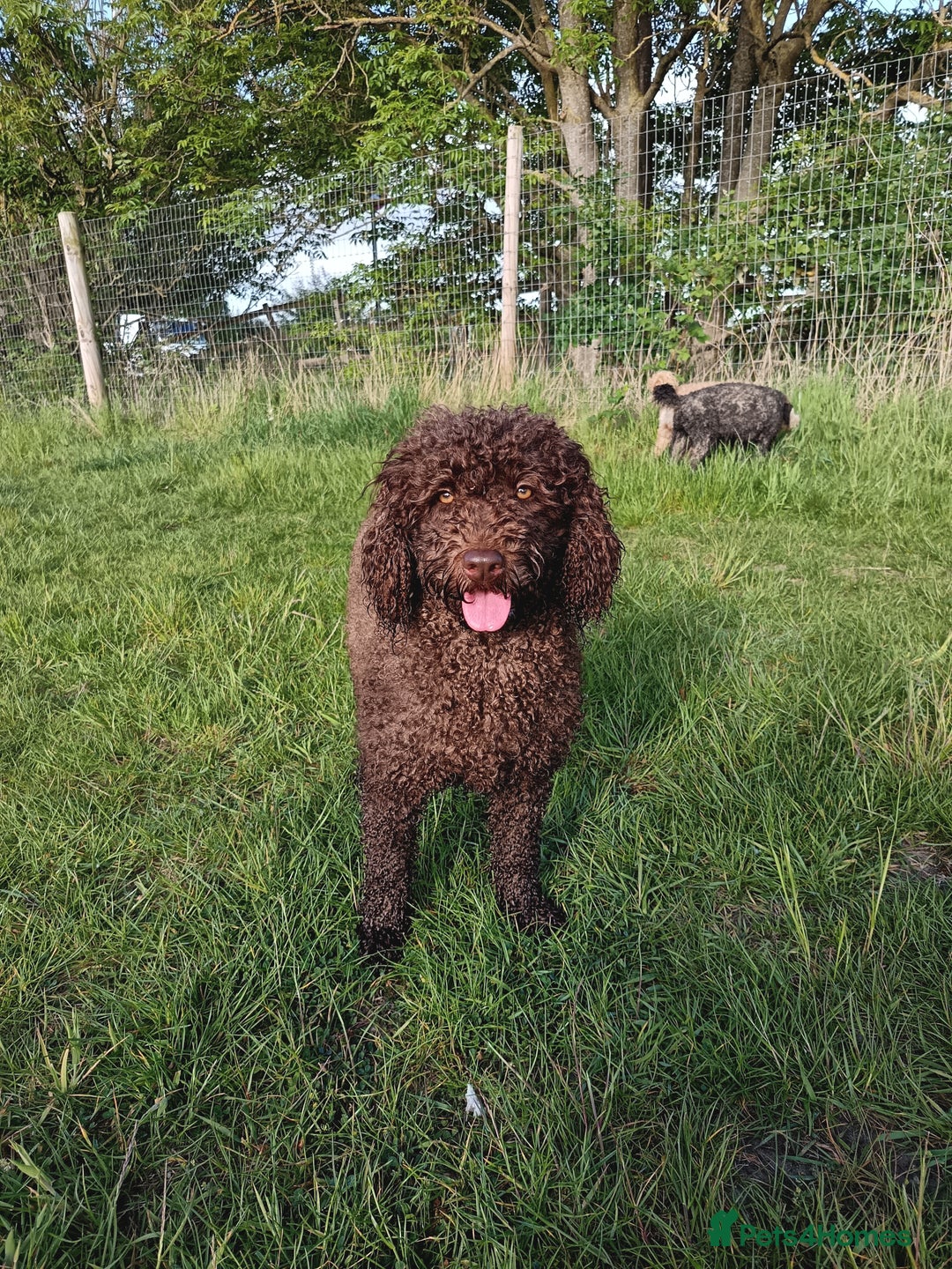 Australian Labradoodle dogs for sale: 🧡💚💙Unique Phantom &  Brown & Tuxedo 💙💚🧡 - Image 5
