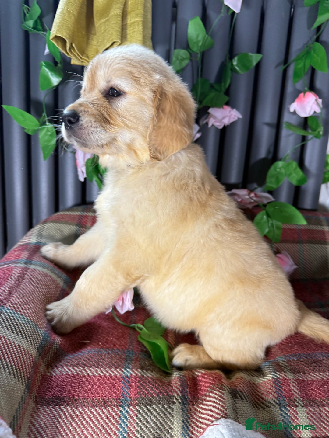 Golden Retriever dogs for sale: Handsome male golden retriever puppies for sale - Image 12