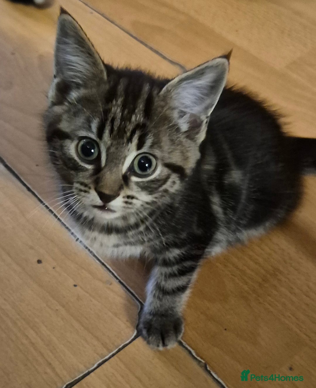 Mixed Breed cats for sale: 4 kittens for sale - Advert 1