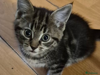 Mixed Breed cats 4 kittens for sale - Advert 2