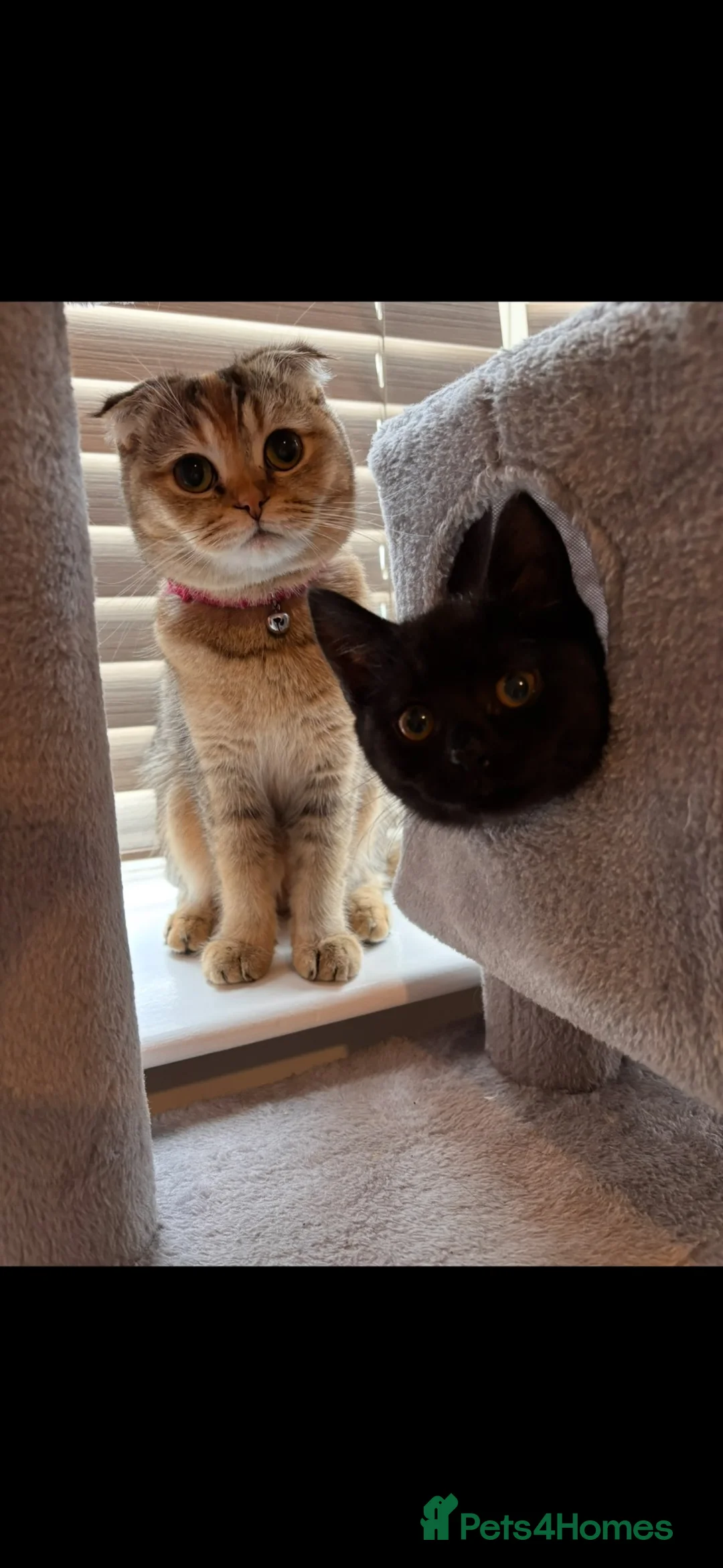 Scottish Fold cats for sale: Scottish Fold/Straight Kittens  - Advert 2