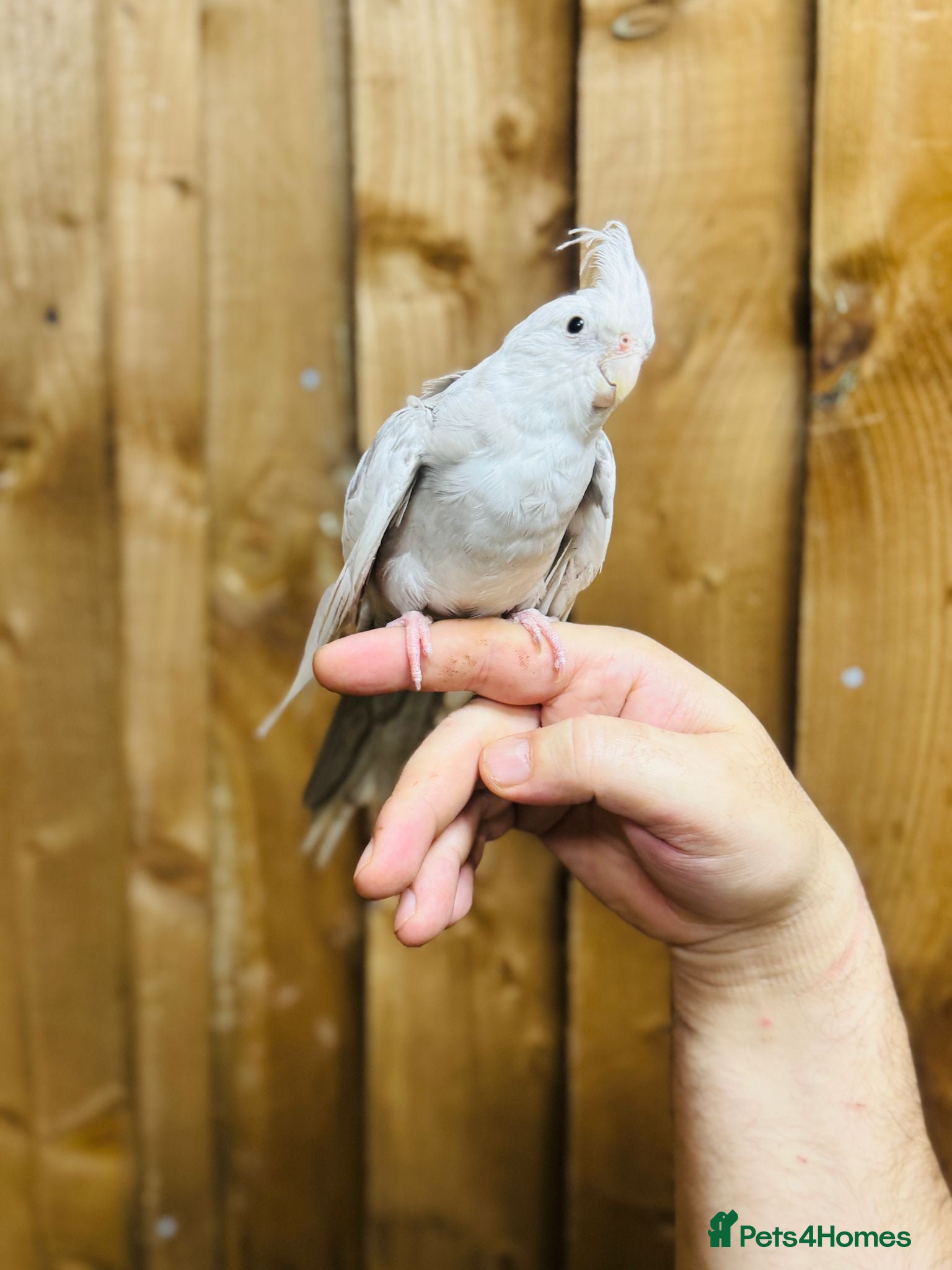 Cockatiels birds Cockatiel with cage and playstand - Advert 2