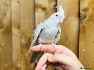 Cockatiels birds Cockatiel with cage and playstand - Advert 2