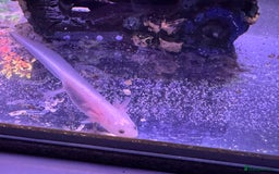 Axolotl reptiles for sale: Axolotl - Image 7