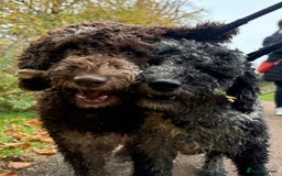 Miniature Poodle dogs for stud: Miniature Merle Poodle STUD  - Image 3