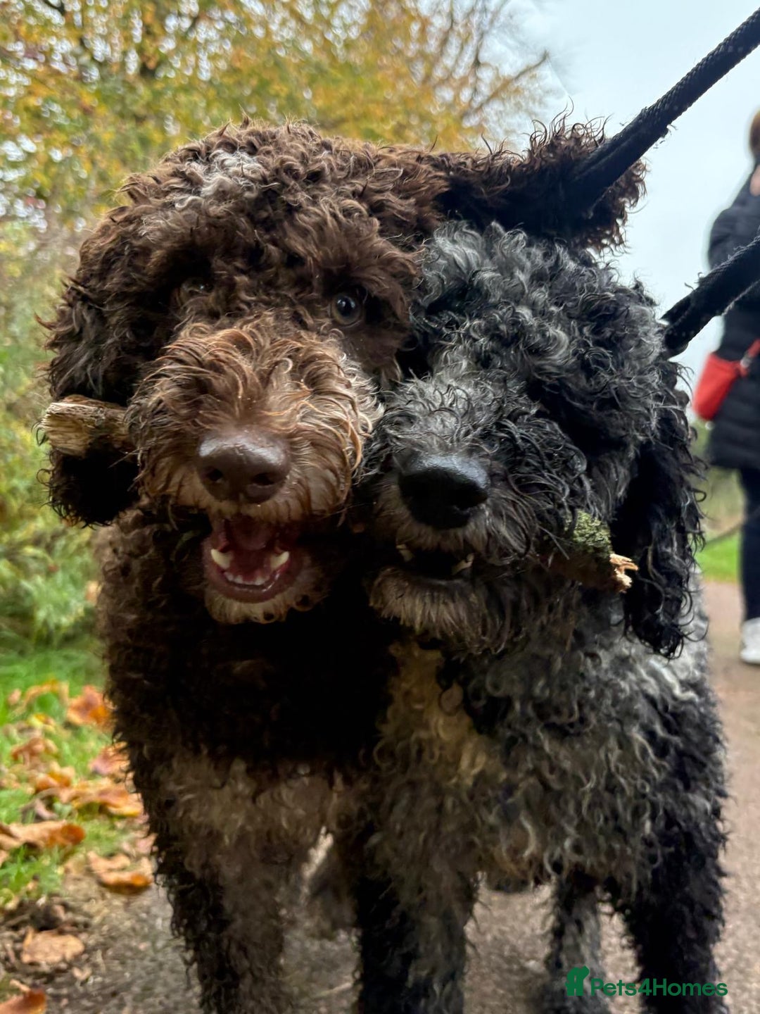 Miniature Poodle dogs for stud: Miniature Merle Poodle STUD  - Image 3